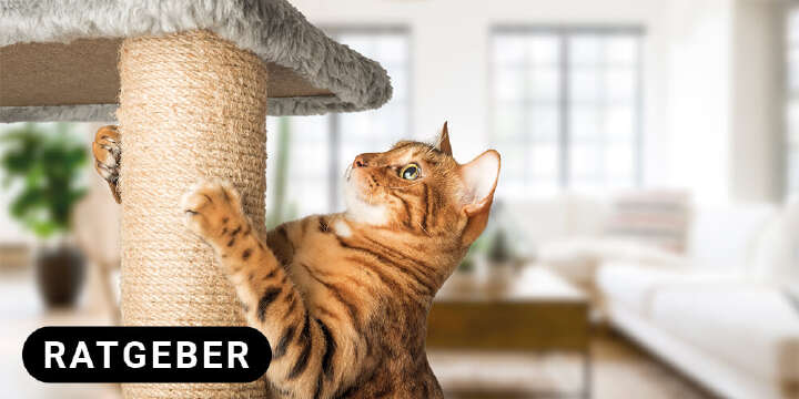 landflair Startbanner Spiel Spaß und Entspannung fuer Katzen ratgeber 1000x500